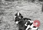 Image of chicken United States USA, 1920, second 38 stock footage video 65675060944