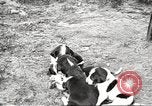 Image of chicken United States USA, 1920, second 39 stock footage video 65675060944