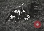Image of chicken United States USA, 1920, second 45 stock footage video 65675060944