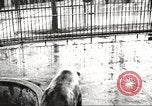 Image of bears United States USA, 1920, second 1 stock footage video 65675060945