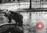 Image of bears United States USA, 1920, second 3 stock footage video 65675060945