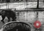 Image of bears United States USA, 1920, second 4 stock footage video 65675060945