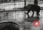 Image of bears United States USA, 1920, second 5 stock footage video 65675060945