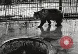Image of bears United States USA, 1920, second 6 stock footage video 65675060945
