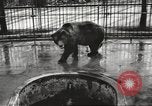 Image of bears United States USA, 1920, second 7 stock footage video 65675060945