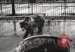 Image of bears United States USA, 1920, second 8 stock footage video 65675060945