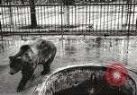 Image of bears United States USA, 1920, second 9 stock footage video 65675060945