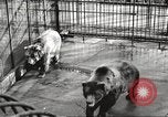 Image of bears United States USA, 1920, second 11 stock footage video 65675060945