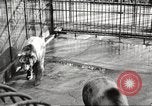 Image of bears United States USA, 1920, second 12 stock footage video 65675060945