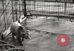 Image of bears United States USA, 1920, second 13 stock footage video 65675060945