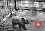 Image of bears United States USA, 1920, second 14 stock footage video 65675060945