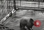 Image of bears United States USA, 1920, second 15 stock footage video 65675060945