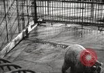 Image of bears United States USA, 1920, second 16 stock footage video 65675060945