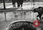 Image of bears United States USA, 1920, second 17 stock footage video 65675060945