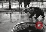 Image of bears United States USA, 1920, second 18 stock footage video 65675060945