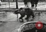 Image of bears United States USA, 1920, second 19 stock footage video 65675060945