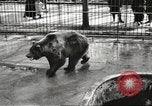 Image of bears United States USA, 1920, second 20 stock footage video 65675060945
