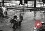Image of bears United States USA, 1920, second 21 stock footage video 65675060945