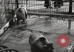 Image of bears United States USA, 1920, second 22 stock footage video 65675060945