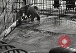 Image of bears United States USA, 1920, second 23 stock footage video 65675060945