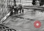 Image of bears United States USA, 1920, second 24 stock footage video 65675060945