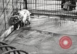 Image of bears United States USA, 1920, second 25 stock footage video 65675060945