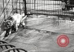 Image of bears United States USA, 1920, second 26 stock footage video 65675060945