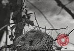 Image joindre un message au pigeon porteur United States USA, 1920, de la seconde 1 séquences d'archives historiques vidéo 65675060947