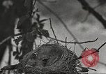 Image joindre un message au pigeon porteur United States USA, 1920, de la seconde 3 séquences d'archives historiques vidéo 65675060947