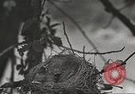 Image joindre un message au pigeon porteur United States USA, 1920, de la seconde 6 séquences d'archives historiques vidéo 65675060947