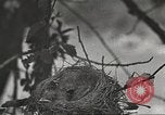 Image joindre un message au pigeon porteur United States USA, 1920, de la seconde 7 séquences d'archives historiques vidéo 65675060947