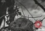 Image joindre un message au pigeon porteur United States USA, 1920, de la seconde 9 séquences d'archives historiques vidéo 65675060947