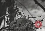 Image joindre un message au pigeon porteur United States USA, 1920, de la seconde 10 séquences d'archives historiques vidéo 65675060947