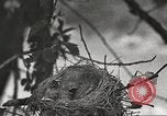 Image joindre un message au pigeon porteur United States USA, 1920, de la seconde 11 séquences d'archives historiques vidéo 65675060947