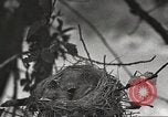 Image joindre un message au pigeon porteur United States USA, 1920, de la seconde 12 séquences d'archives historiques vidéo 65675060947