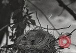 Image joindre un message au pigeon porteur United States USA, 1920, de la seconde 13 séquences d'archives historiques vidéo 65675060947