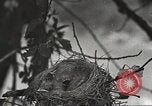 Image joindre un message au pigeon porteur United States USA, 1920, de la seconde 14 séquences d'archives historiques vidéo 65675060947