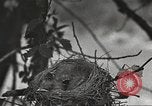 Image joindre un message au pigeon porteur United States USA, 1920, de la seconde 15 séquences d'archives historiques vidéo 65675060947
