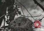 Image joindre un message au pigeon porteur United States USA, 1920, de la seconde 17 séquences d'archives historiques vidéo 65675060947