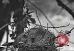 Image joindre un message au pigeon porteur United States USA, 1920, de la seconde 18 séquences d'archives historiques vidéo 65675060947