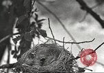 Image joindre un message au pigeon porteur United States USA, 1920, de la seconde 19 séquences d'archives historiques vidéo 65675060947