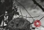 Image joindre un message au pigeon porteur United States USA, 1920, de la seconde 20 séquences d'archives historiques vidéo 65675060947