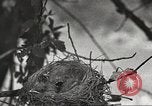 Image joindre un message au pigeon porteur United States USA, 1920, de la seconde 22 séquences d'archives historiques vidéo 65675060947