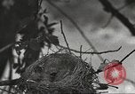 Image joindre un message au pigeon porteur United States USA, 1920, de la seconde 24 séquences d'archives historiques vidéo 65675060947