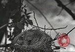 Image joindre un message au pigeon porteur United States USA, 1920, de la seconde 25 séquences d'archives historiques vidéo 65675060947
