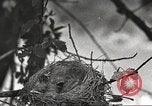 Image joindre un message au pigeon porteur United States USA, 1920, de la seconde 26 séquences d'archives historiques vidéo 65675060947