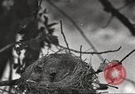 Image joindre un message au pigeon porteur United States USA, 1920, de la seconde 27 séquences d'archives historiques vidéo 65675060947