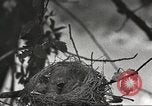 Image joindre un message au pigeon porteur United States USA, 1920, de la seconde 28 séquences d'archives historiques vidéo 65675060947