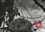 Image joindre un message au pigeon porteur United States USA, 1920, de la seconde 30 séquences d'archives historiques vidéo 65675060947
