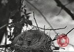 Image joindre un message au pigeon porteur United States USA, 1920, de la seconde 32 séquences d'archives historiques vidéo 65675060947